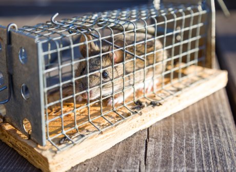 Клетка для крыс: размеры, требования к обустройству, инструкция по изготовлению своими руками